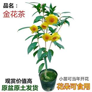 �DƤ�𻨲����ԭ�����ǽ�軨����ĵ�����ܷ��հ��}�S�׻���