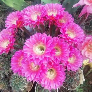 Japanese Style Thick Peach Tendon Cactus Succulent Plant Flowering Cactus Potted Plant Radiation Protection Flower Yukang