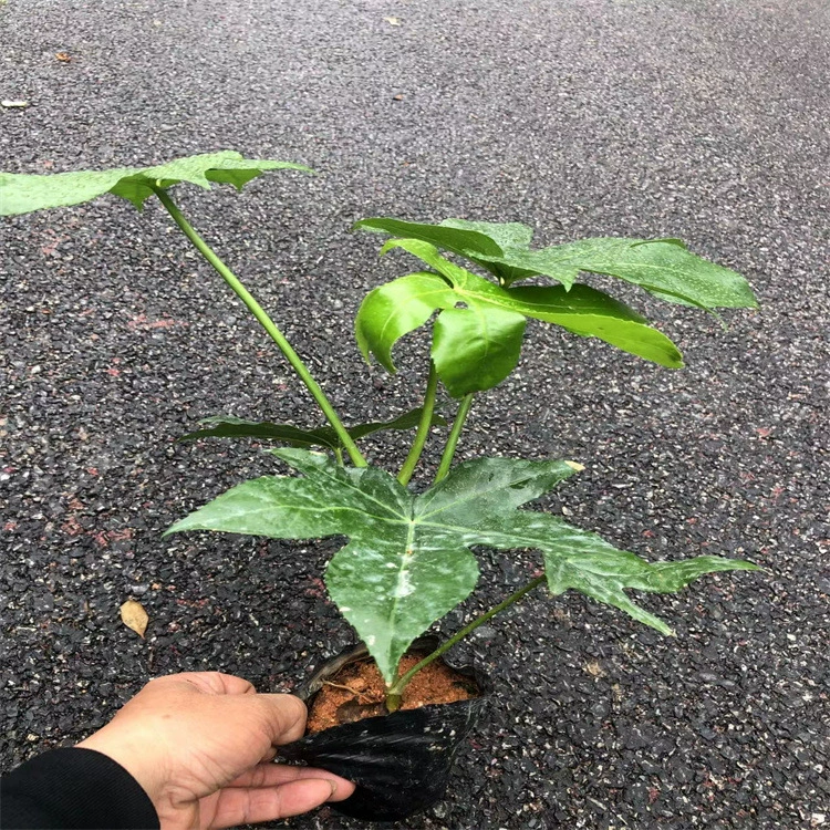 Фуцзянь цветок восьмиугольная золотая пластина вид лист озеленение проект двор реконструкция дорога Зеленые растения вечнозеленые орошения в все сезоны