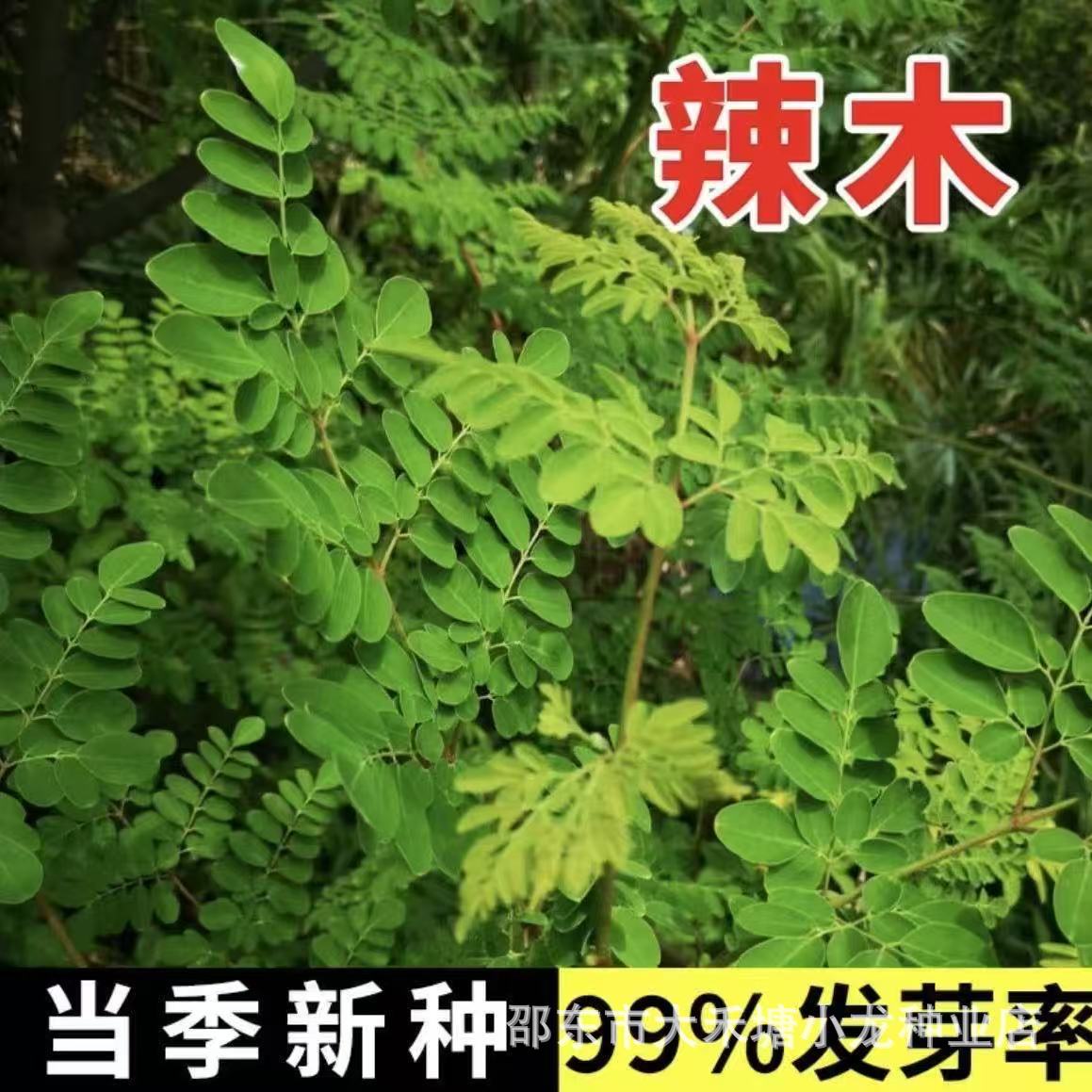 辣木菜种子鼓槌树印度辣木叶素菜高钙素食材辣木籽多年生乔木树籽