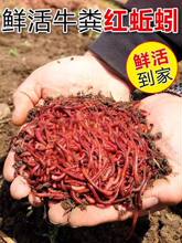 皇藏红蚯蚓太平二号散装盒装鲜活鱼饵饵料垂钓野钓鲤鱼渔具店专享
