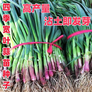紅根蒜苗種蒜苗種子大蒜種籽四季寬葉紫皮獨頭蒜農家蔬菜陽台盆栽