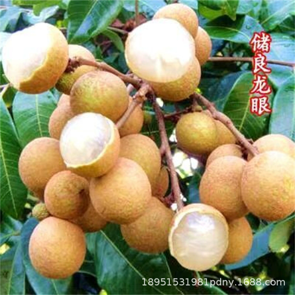 Прививка Четыре сезона Сеянка Лонган без косточек Хранение Шикся Хорошая рассада Лонган Южная и Северная Посадка с доставкой почвы Итоги года