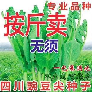 (�����㶹��)�㶹��N���ش󶹼�ˮ����m��ѿ�붹��ѿ�˷N���ļ�