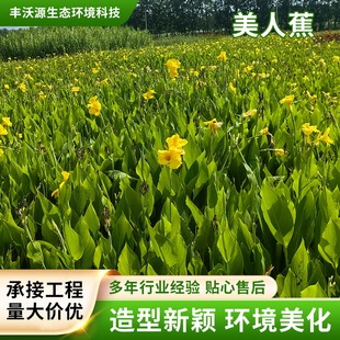 Canna Yellow Pink Flower Supply Wetland Garden Purification Greening Project Courtyard Greening Aquatic Plants Wholesale