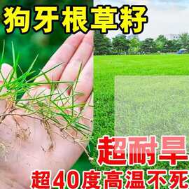 批发狗牙根草籽耐旱四季常青护坡固土工程草坪绿化草种子厂家直供