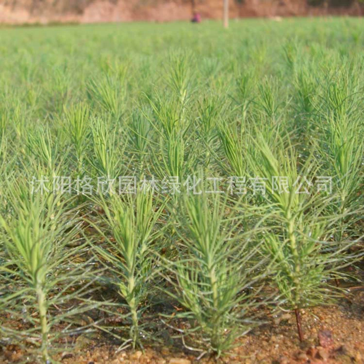 Массон сосна оптом полные спецификации большое количество скидка легко выжить уличные деревья двор листва бонсай сосны Массон