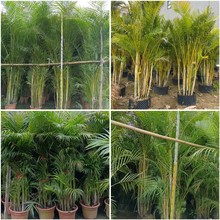 ɢβ���Pβ��͏d�k���Ҵ��;Gֲ����������Ҭ�Ӹ��FҬ�ӻ���ֲ��