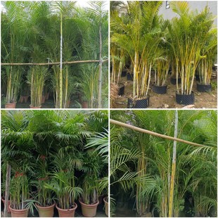 Sanwei Sunflower Phoenix Tail Bamboo Living Room Office Large Green Plant Pot Seedlings Hawaiian Coconut Rich Coconut Flower Plants