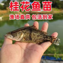 鳜鱼苗批发大规格鱼塘淡水养殖食用鱼肉食性正宗桂花鱼翘嘴白鳜
