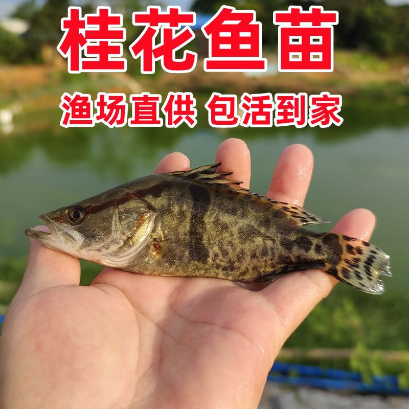鳜鱼苗批发大规格鱼塘淡水养殖食用鱼肉食性正宗桂花鱼翘嘴白鳜