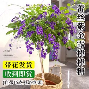 �ٽz��¶�������������{�����҃�ͥԺ�ļ��_���ɿ�������ֲ��