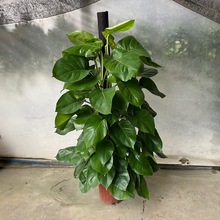 �G�}�������҃ȃ����՚���;G���k���ҾGֲ����ȩ��ݗ���辰���B