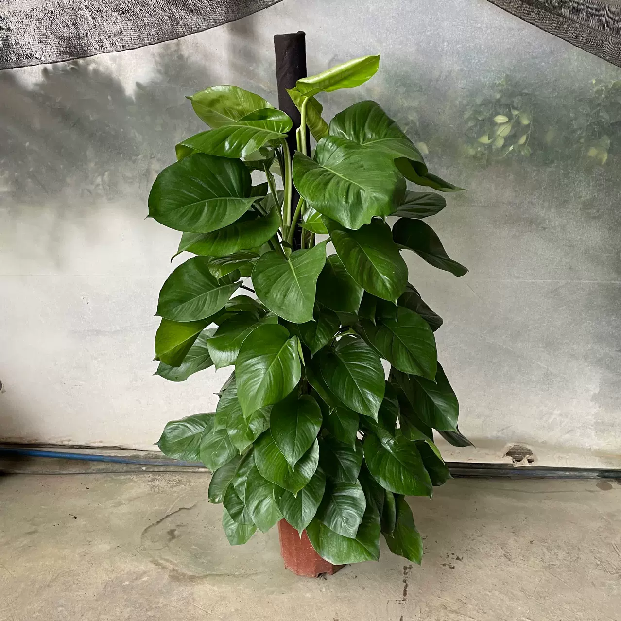 绿萝柱盆栽室内净化空气大型绿化办公室绿植吸甲醛防辐射盆景好养