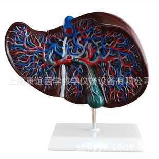 Kay-312 Liver and Gallbladder Magnification Model Human Organ Anatomy Model Medical Anatomy Teaching Model