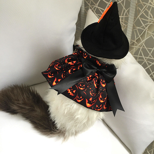 ハロウィーンのおかしなカボチャのクモのパーティーのペットの帽子の頭飾りのペットのマフラーの法師は祝日のプレゼントを装います。|undefined