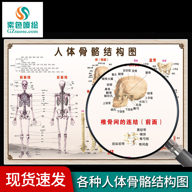包邮人体骨骼结构图 解剖肌肉神经KT板医院医学人体骨骼结构图
