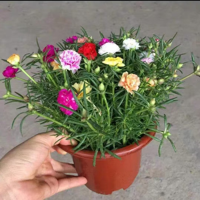 根とつぼみが付いた大きな花の八重ひまわりの鉢植え苗、四季咲きの植物、屋内外で育てやすい|undefined