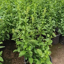 {ѩ̨^Bֲﻨ@ͥԺԮٱͺGֲ