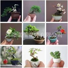 �辰��N�Ӻ��ɷN�ӿ羳�ɘ�N�� �辰�N�Ӽ�ͥ�^�p����ֲ��N��