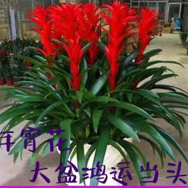 大盆鸿运当头盆栽大型绿植年宵花卉四季开花开业喜庆办公室内植物