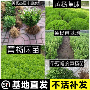 Dropshipping Hokkaido Boxwood Holly All-Season Evergreen Cold-Resistant Hedge Wall Plant Large-Leaf Boxwood Garden