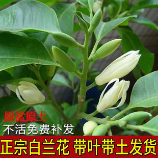 �޽Ӱ��m������ͥԺ���G�S���m���҃��������ļ��_����������m