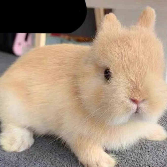 Кролик-питомец, маленький размер, не агрессивный, миниатюрный гигантский, подходит для детей, голландский кролик с мешатыми ушами.