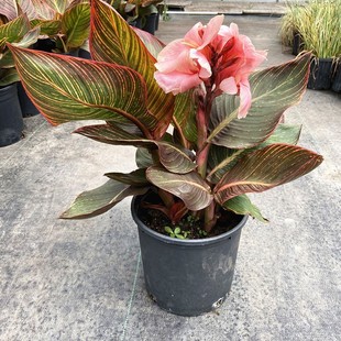 ˽ԻͥԺ̨^ֲR͟ͺȤ