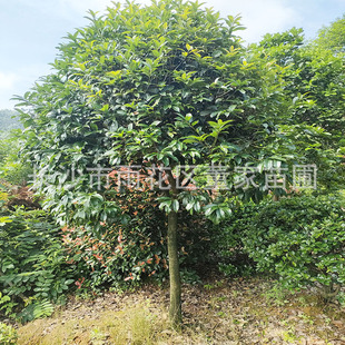 һ�����l���l�� ������ �G���������� ����8���ְ��¹𻨘���