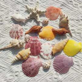 鱼缸造景海螺壳贝壳海星手工diy壳天然贝壳大相框海螺幼儿园海胆