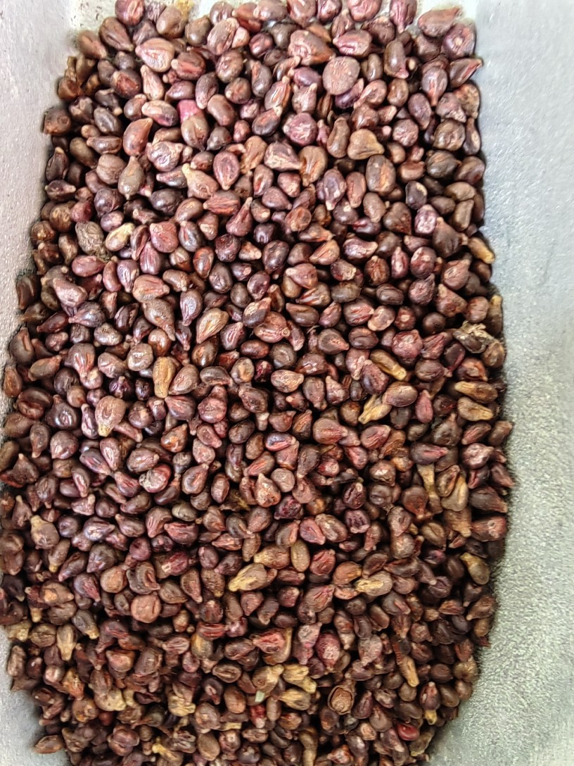 Grape Seed Powder (Vitis vinifera) — Food-Herb Botanical Powder, 500g specifications