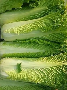 �F���r���ԷNʳ�����r�߲˴�ײ���ڰײ��~�Ӳ�������500g��