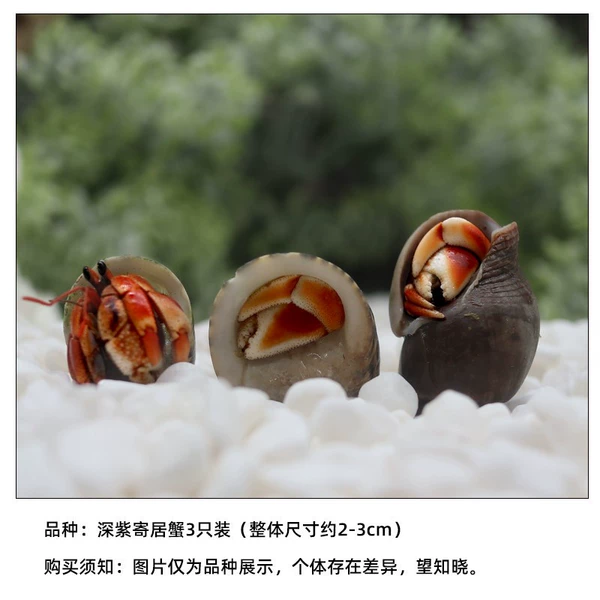 Mini (dark purple) 3-pack [2-3cm] - "pepper color"
