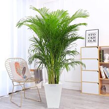 网红散尾葵植物盆栽客厅凤尾竹大型绿植室内办公室好养阳台花卉苗