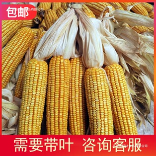 �����װ� 10�������װ�����؛��������ĥ���ڼZ��ӵ����b�ɽ�|