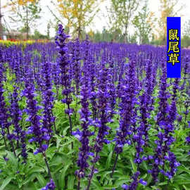 批发蓝花鼠尾草种子多年生花籽花种子阳台盆栽花海绿化一串蓝种子