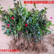 ÷÷軨Զ÷ļͥԺͺ軨