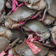 缅甸活锯缘青蟹鲜活野生螃蟹海鲜香辣蟹 肉蟹煲8--9只  每公斤