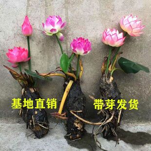 Large Water Lily Root Block Pond Water Lily Flower Hydroponic Plant All Year Round Lotus Potted Water Culture Flower Bowl Lotus Rhizome with Buds