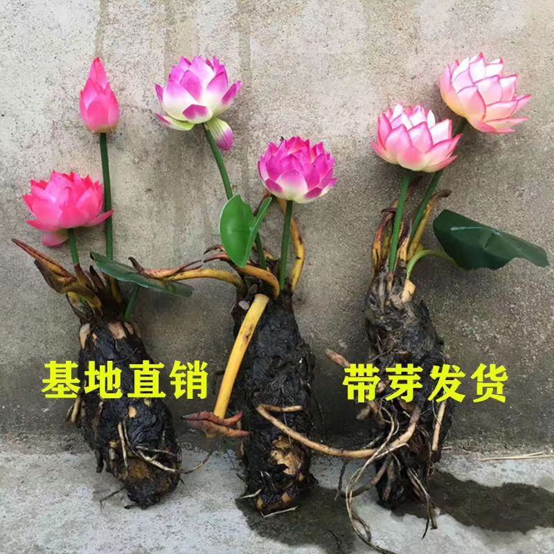 大睡莲根块池塘睡莲花水培植物四季荷花盆栽水养花卉碗莲根茎带芽