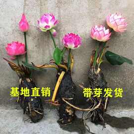 大睡莲根块池塘睡莲花水培植物四季荷花盆栽水养花卉碗莲根茎带芽