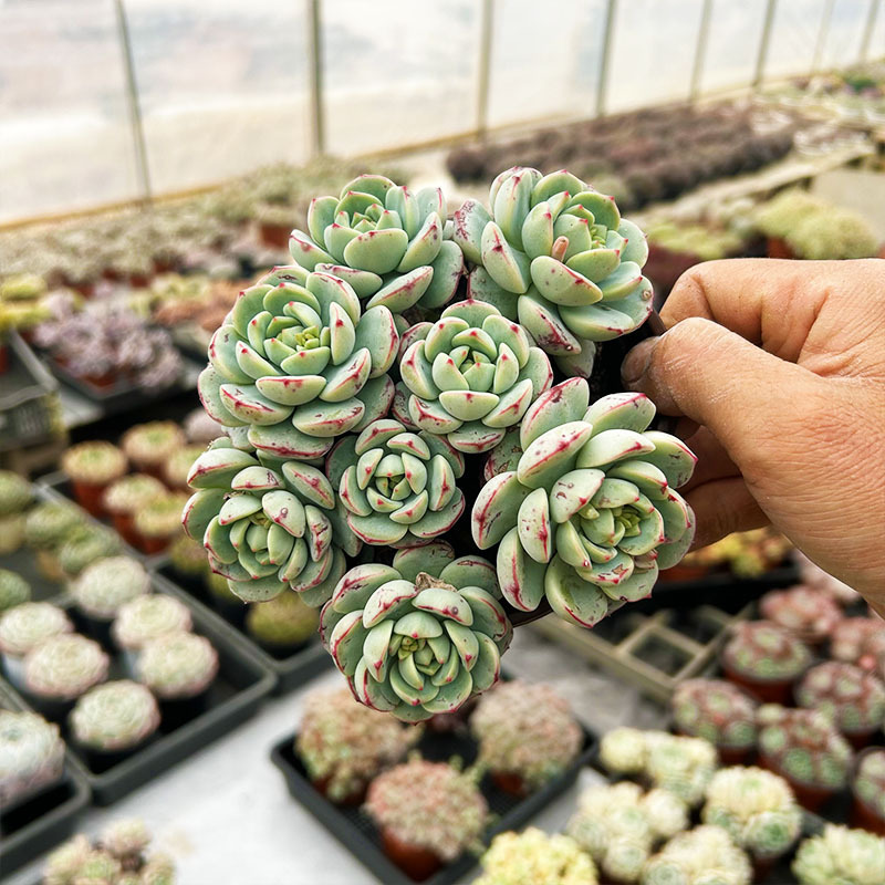 바닐라, 전체 9cm+