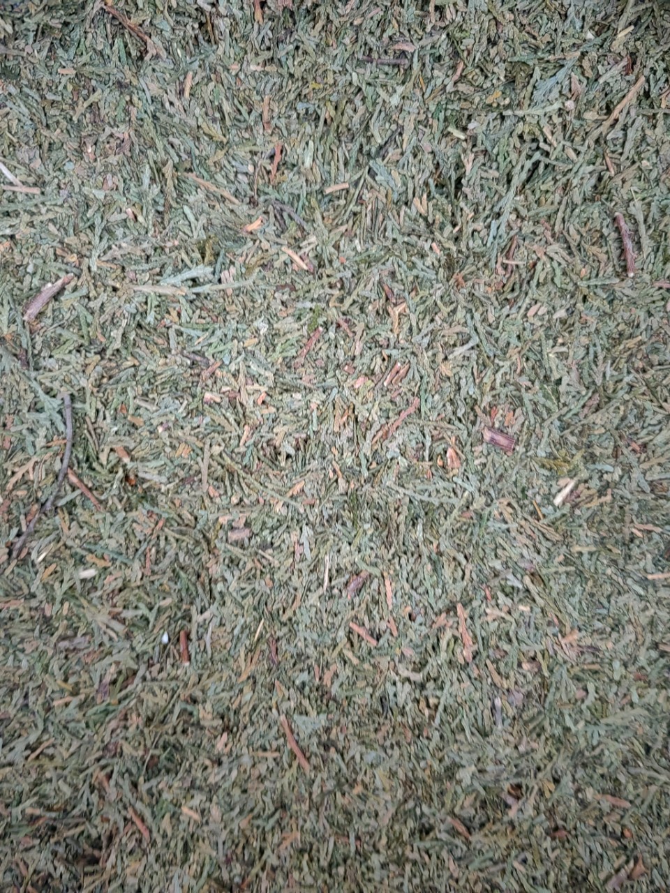 Ce Bai Ye Powder (Platycladus orientalis) — Dried Arborvitae Leaf Herb, 500g in use