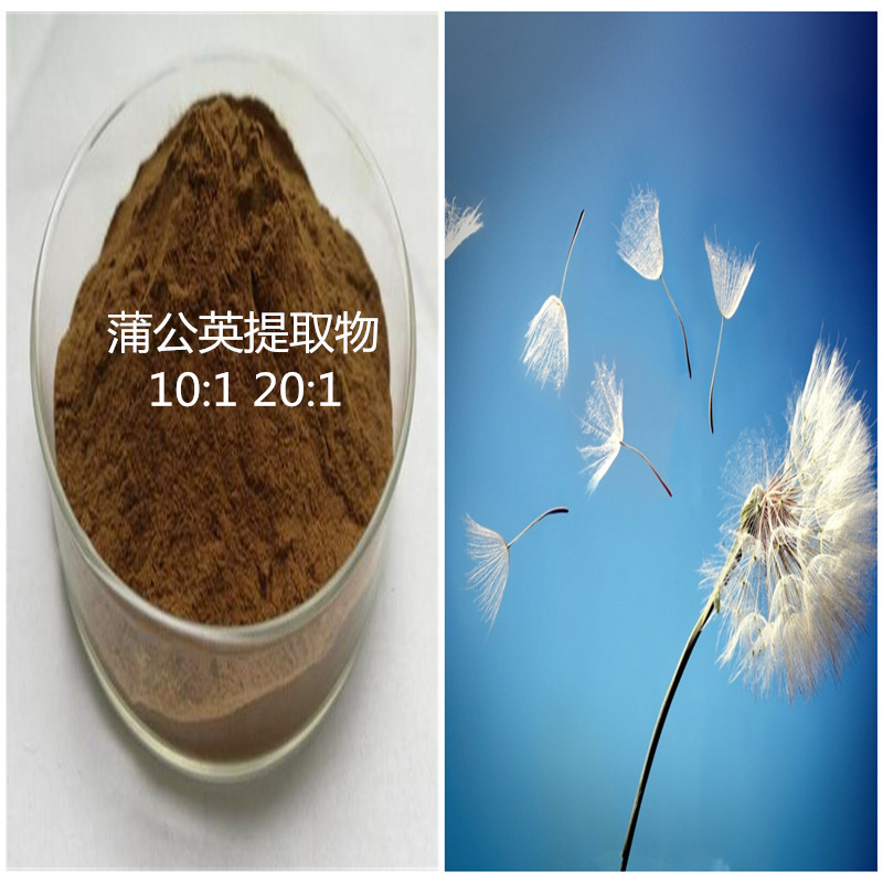 蒲公英提取物10:1 20:1蒲公英粉 零售批发蒲公英粉 量大从优