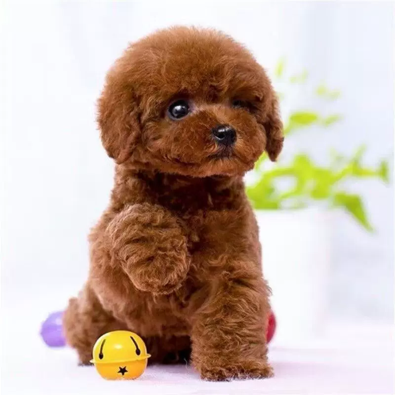 纯种爆红小体泰迪幼犬小狗泰迪茶杯犬宠物活体灰色香槟色泰迪活物
