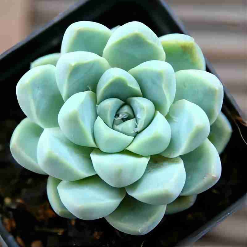 두꺼운잎달그림자 4~5cm (플라스틱 화분에 심으면 배송이 편리합니다)