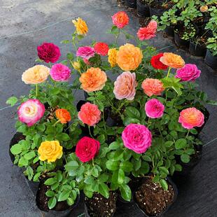 Vine Rose Seedlings European Cut Flower Rose Vine Climbing Vine Climbing Plant Florals Balcony Courtyard Potted Ground Planting