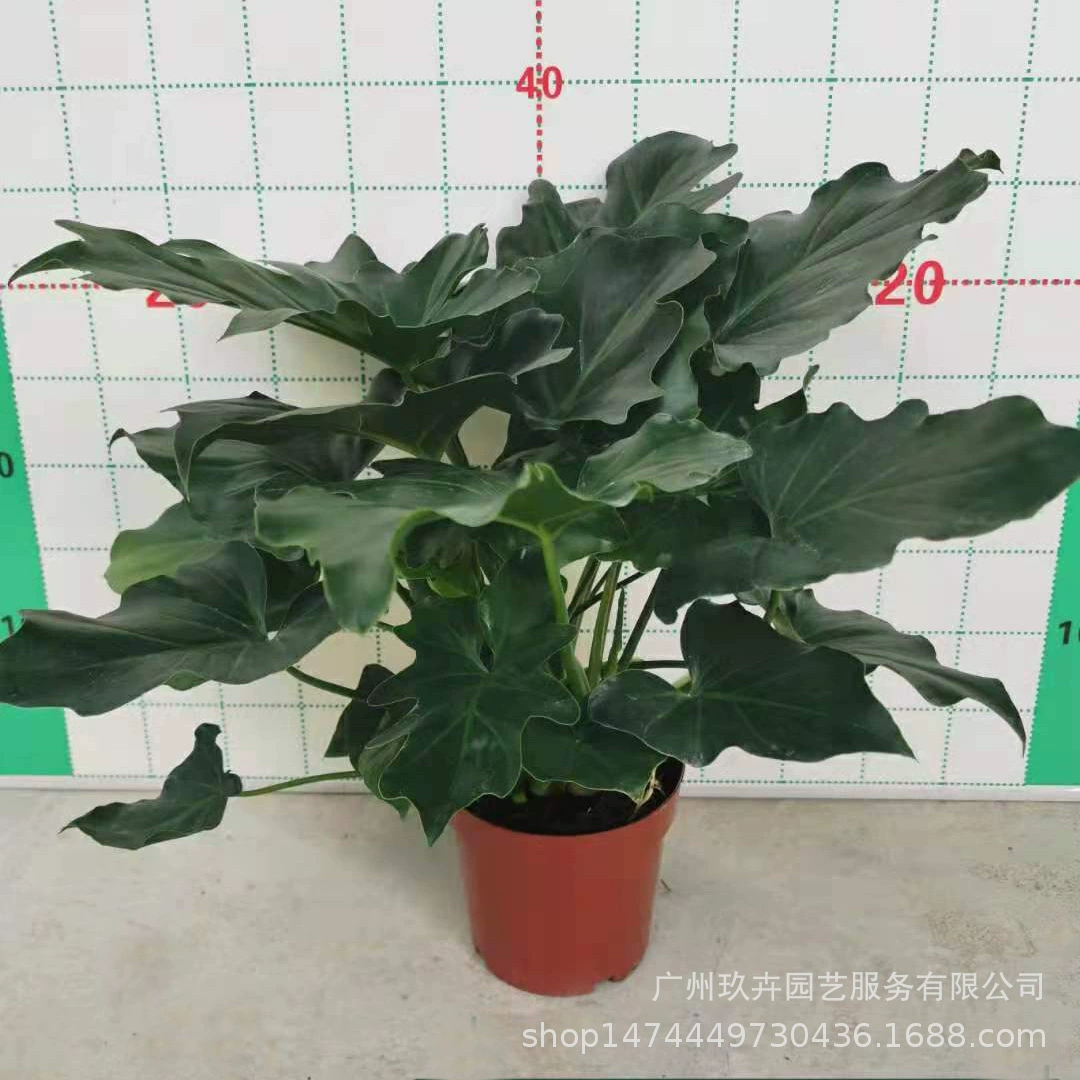 Весеннее перо Вечнозеленые растения Парк Двор Гостиная Балкон Офис Рабочий стол Маленькие растения в горшке