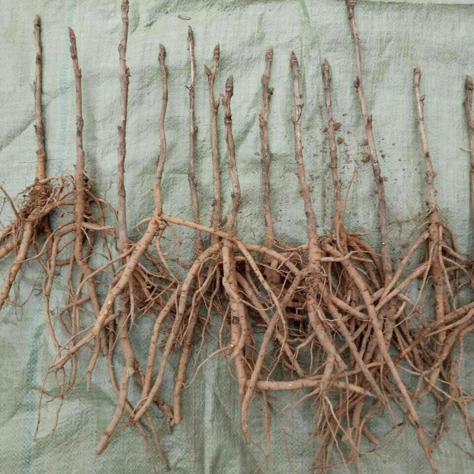 洛阳牡丹苗价格出售药食两用牡丹苗基地批发三年苗价格药材种苗保